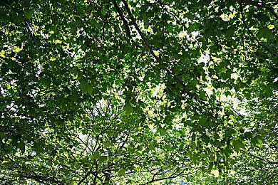 《上古卷轴：城堡》手游最新宣传片 现已全球上线