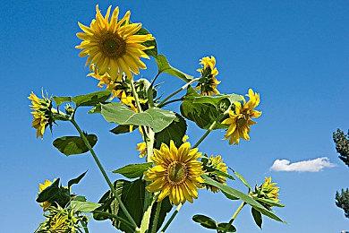 恐龙FPS《蛮荒计划》科隆预告片 今冬发售登陆Steam